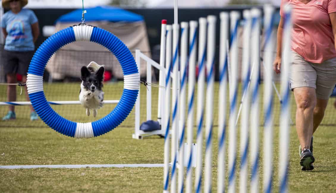 dog jumps through blue ring