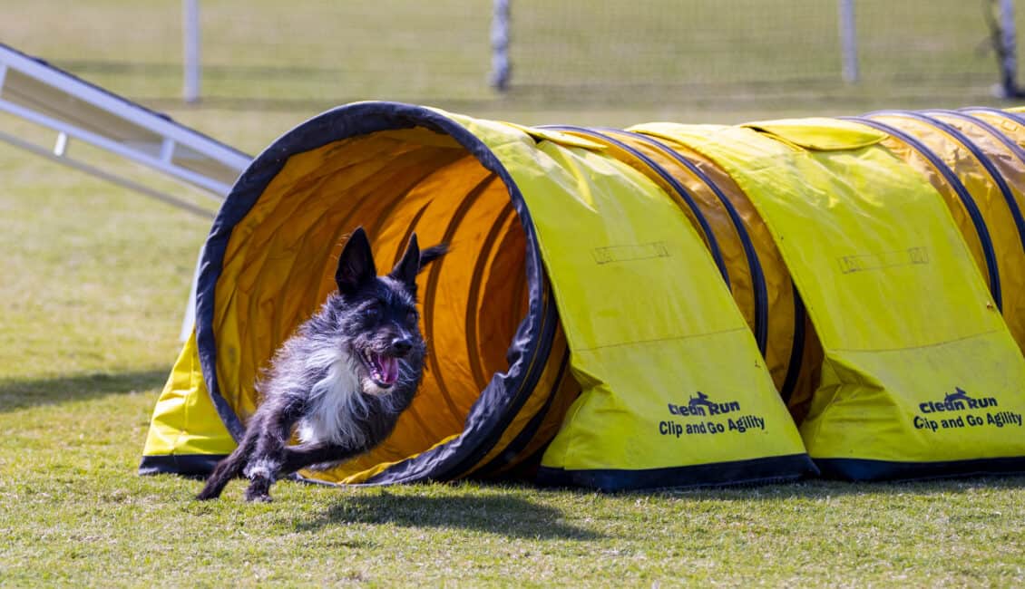 dog coming out of tunnel