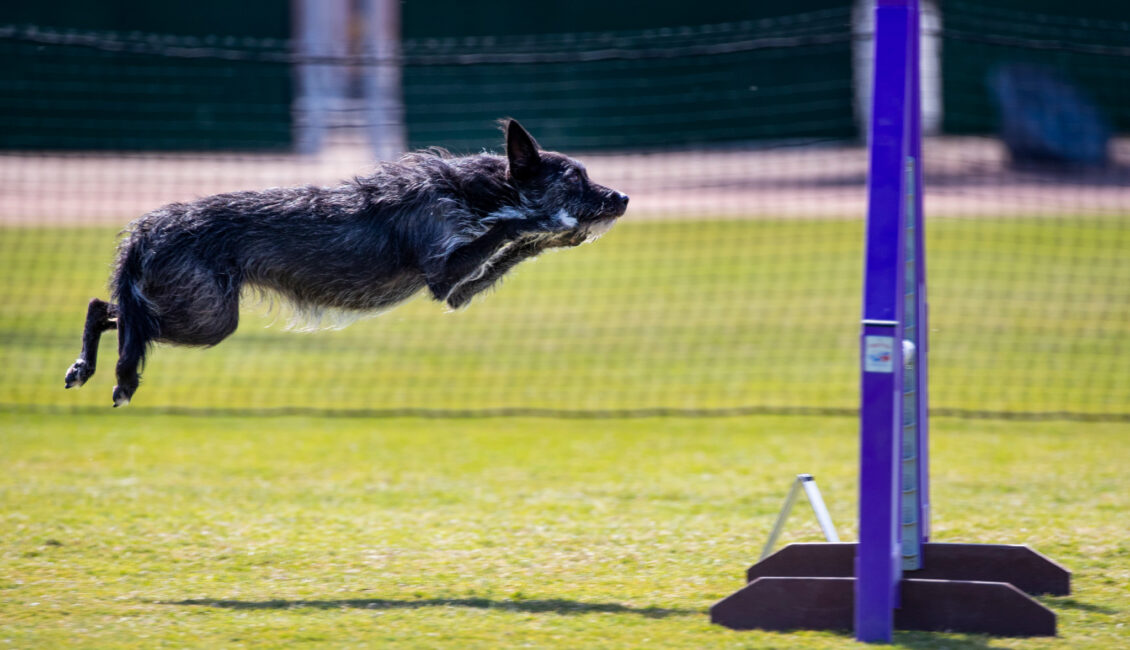 dog agility contest