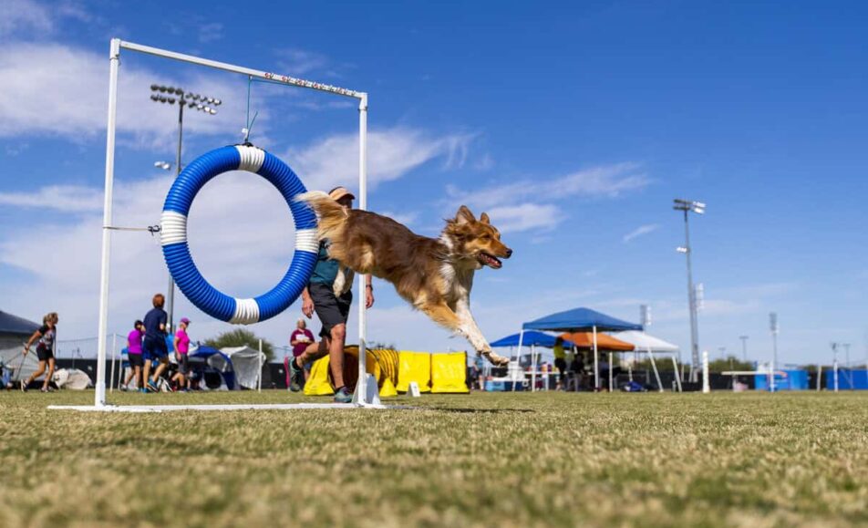 Dog jumping through hoop in competition