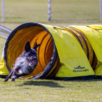 dog running out of yellow tunnel at agility trial